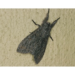 /filer/webapps/moths/media/images/B/bergeri_sulaki_Afroplitis_A_Roland_01.jpg