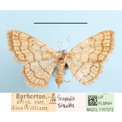 /filer/webapps/moths/media/images/S/sinnaria_Scopula_A_MGCLa_01.jpg