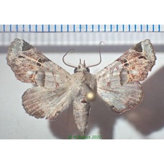/filer/webapps/moths/media/images/M/mima_Atacira_AM_Bippus.jpg