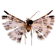 /filer/webapps/moths/media/images/M/mischenini_Alucita_HT_ZMJU.jpg