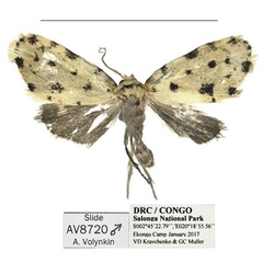 /filer/webapps/moths/media/images/S/salonga_Siccia_HT_Mueller.jpg