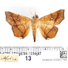 /filer/webapps/moths/media/images/C/caffra_Gracilodes_AM_BMNH.jpg