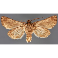 /filer/webapps/moths/media/images/S/silenides_Mamestra_LT_MfNb.jpg