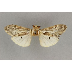 /filer/webapps/moths/media/images/D/debilis_Teracotona_HT_BMNH.jpg