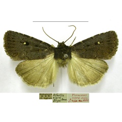/filer/webapps/moths/media/images/N/nigra_Proxenus_HT_TMSA.jpg