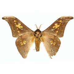 /filer/webapps/moths/media/images/V/vestigiata_Orthogonioptilum_HT_CMP_01.jpg