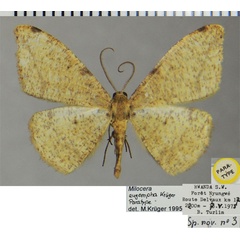 /filer/webapps/moths/media/images/E/eugompha_Milocera_PTM_ZSM.jpg
