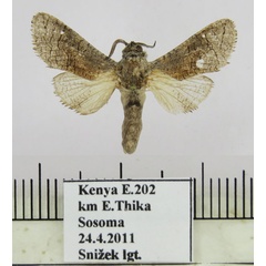 /filer/webapps/moths/media/images/S/snizeki_Camellocossus_HT_MWM.jpg