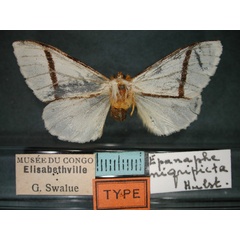 /filer/webapps/moths/media/images/N/nigripicta_Epanaphe_HT_RMCA_01.jpg