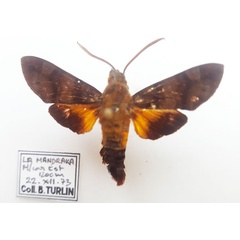 /filer/webapps/moths/media/images/P/pachycerus_Macroglossum_AM_Turlin.jpg