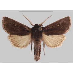 /filer/webapps/moths/media/images/N/njombe_Sciomesa_PTM_MNHNa.jpg