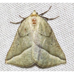 /filer/webapps/moths/media/images/O/orthobates_Drepanogynis_A_Braun_03.jpg
