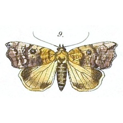 /filer/webapps/moths/media/images/L/leprosa_Acripia_Felder_111_9.jpg