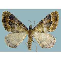 /filer/webapps/moths/media/images/A/achatina_Epirrhoe_AM_ZSMa.jpg