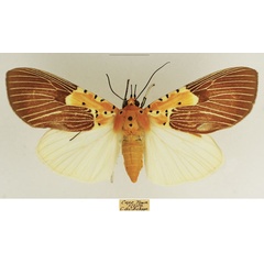/filer/webapps/moths/media/images/S/speciosa_Asota_AF_TMSA_01.jpg