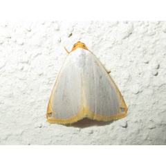 /filer/webapps/moths/media/images/P/plumbosa_Honeyiana_A_Sydes.jpg