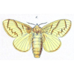 /filer/webapps/moths/media/images/O/ochroleuca_Bombycopsis_HT_Felder_1874_84-6.jpg