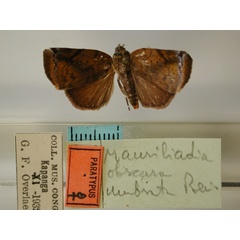 /filer/webapps/moths/media/images/O/obscura_Maurilia_PT_RMCA_01.jpg