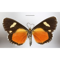 /filer/webapps/moths/media/images/A/agaristoides_Phaegorista_AF_MGCLb_02.JPG