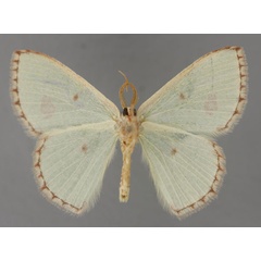 /filer/webapps/moths/media/images/A/aggravaria_Euproutia_A_ZSM_02.jpg