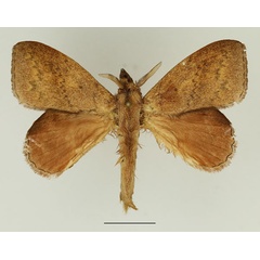 /filer/webapps/moths/media/images/P/peraffinis_Leipoxais_AM_Basquin_02.jpg