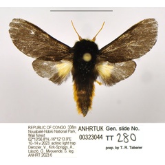 /filer/webapps/moths/media/images/S/schoutedeni_Casphalia_AM_ANHRT.jpg