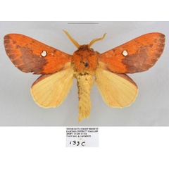/filer/webapps/moths/media/images/P/pearlae_Hypotrabala_HT_Mueller.jpg
