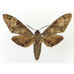 /filer/webapps/moths/media/images/F/ferax_Covelliana_AM_Basquin_02.jpg