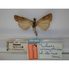 /filer/webapps/moths/media/images/A/albicans_Tachosa_HT_RMCA_02.jpg