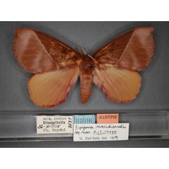 /filer/webapps/moths/media/images/M/meridionalis_Epijana_AT_RMCA_01.jpg