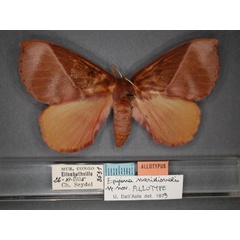 /filer/webapps/moths/media/images/M/meridionalis_Epijana_AT_RMCA_01.jpg