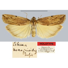 /filer/webapps/moths/media/images/N/nonagrioides_Eilema_HT_MNHN.jpg