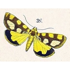 /filer/webapps/moths/media/images/G/guttifera_Acontia_HT_Felder_1875_108-26.jpg