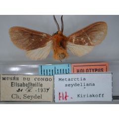 /filer/webapps/moths/media/images/S/seydeliana_Metarctia_HT_RMCA_01.jpg