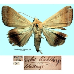 /filer/webapps/moths/media/images/W/wahlbergi_Ophiodes_HT_SNHMa.jpg