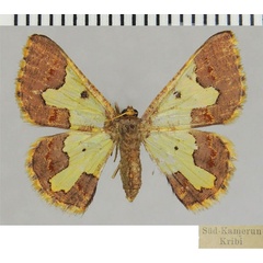 /filer/webapps/moths/media/images/F/fallaciosa_Zamarada_AF_ZSM.jpg