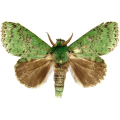 /filer/webapps/moths/media/images/H/hypochloe_Sidisca_AM_MCJM.jpg