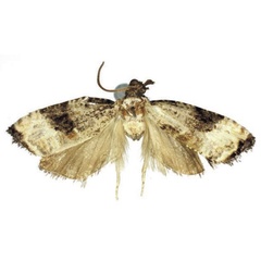 /filer/webapps/moths/media/images/K/kirunguana_Crimnologa_HT_RMCA.jpg