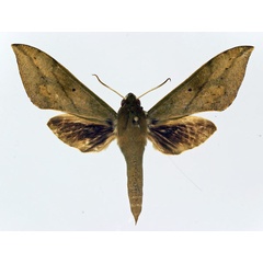 /filer/webapps/moths/media/images/J/jugurtha_Theretra_AM_Basquin.jpg