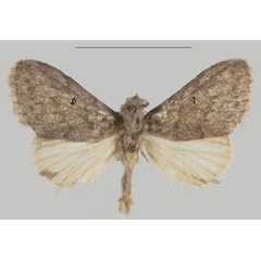 /filer/webapps/moths/media/images/S/sophia_Auripluvia_PTM_USTTB_02.jpg