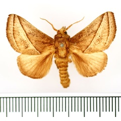 /filer/webapps/moths/media/images/H/hilda_Compactena_AM_BMNH.jpg