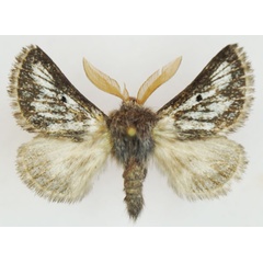 /filer/webapps/moths/media/images/M/meridionalis_Trichiurana_AM_Stroehle_03.jpg