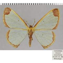 /filer/webapps/moths/media/images/P/pinheyi_Zamarada_AF_ZSMa.jpg