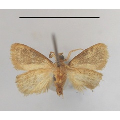 /filer/webapps/moths/media/images/O/orbata_Halseyia_A_MGCLb_01.JPG