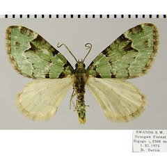 /filer/webapps/moths/media/images/C/chlorostola_Piercia_AM_ZSMa.jpg