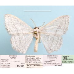/filer/webapps/moths/media/images/A/argentidisca_Scopula_A_MGCLa_01.jpg
