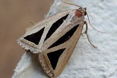 Chalciope pusilla