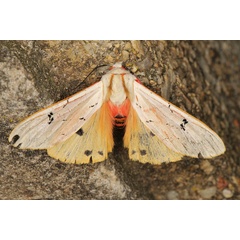 /filer/webapps/moths/media/images/A/amasis_Rhodogastria_A_Heyns.jpg