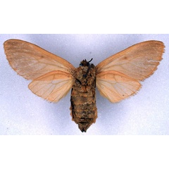 /filer/webapps/moths/media/images/C/chryseis_Metarctia_NAT_ZSM_02.jpg