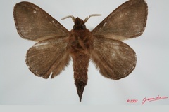 Stoermeriana guineanum